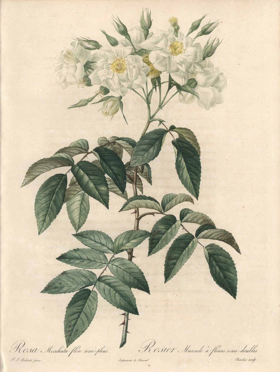 Musk Rose with Double Flowers - Illustration by Pierre Joseph Redoute, Extract from Les Roses by Pierre Joseph Redouté