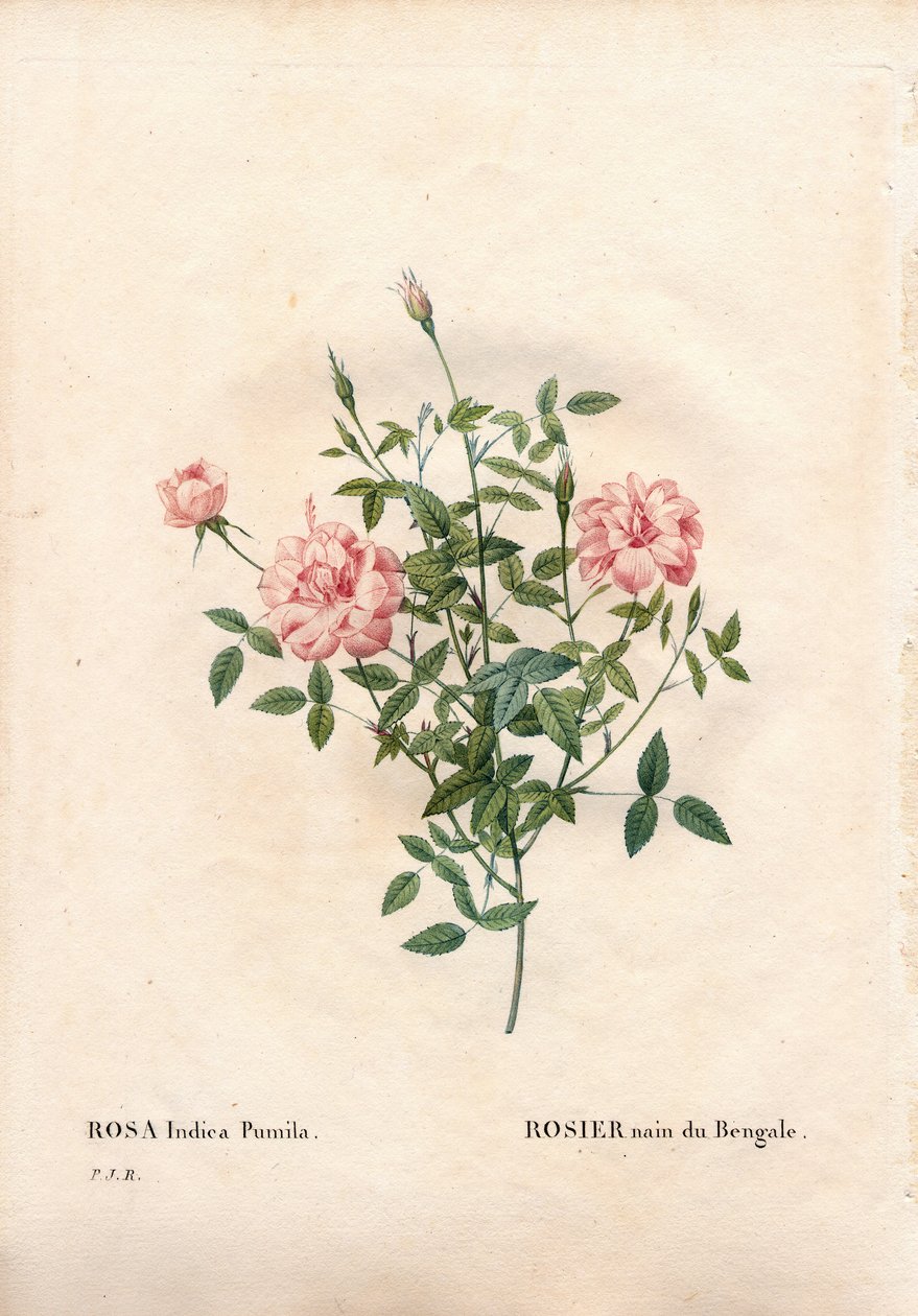 Rouletii Rose, Rosa Chinensis Var. Minima Rouletii, Bengal Dwarf Rose. Handcoloured Stipple Copperplate Engraving from Pierre Joseph Redoute