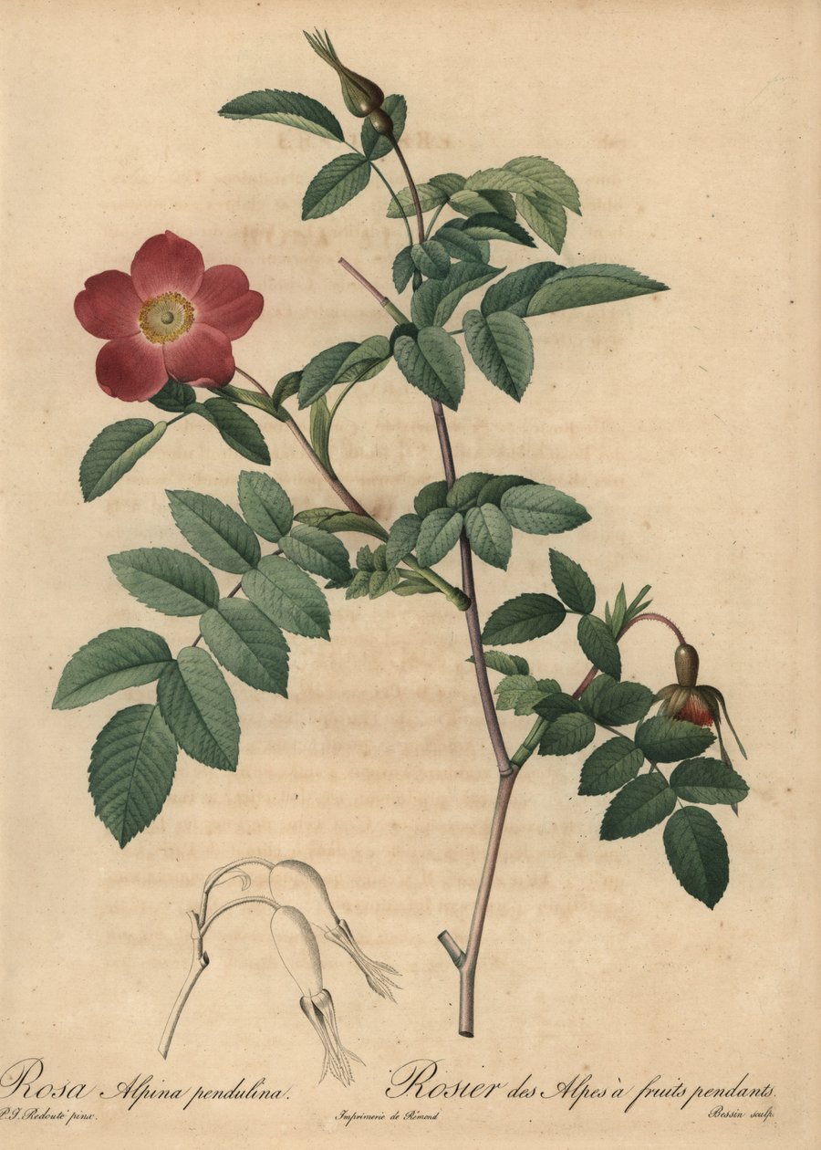 Scarlet alpine rose, Rosa pendulina by Pierre Joseph Redouté