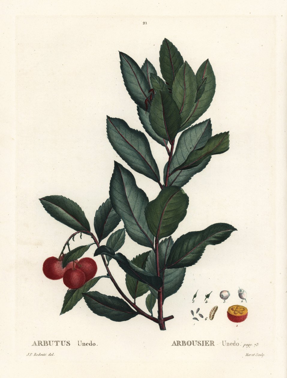 Strawberry Tree, Arbutus Unedo by Pierre Joseph Redouté