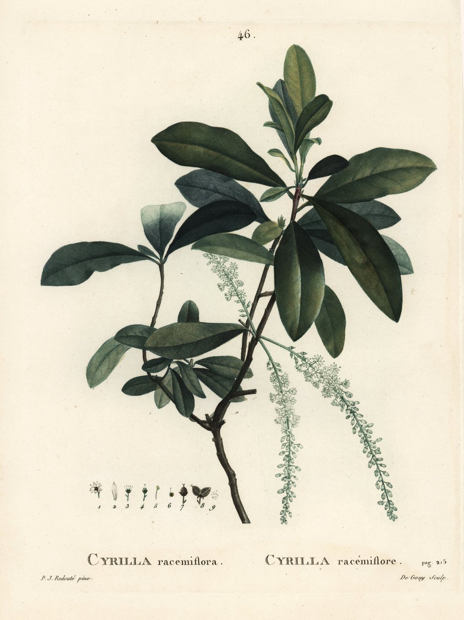 Swamp cyrilla, Cyrilla racemiflora. Handcoloured stipple engraving by De Gouy after an illustration by Pierre-Joseph Redoute from Henri Louis Duhamel du Monceau