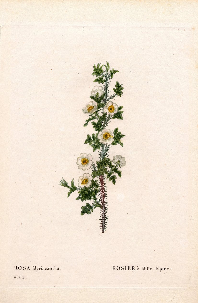 Thousand-Spined Rose, Rose Myriacantha, Rose a Thousand-Spines. Handcoloured Stipple Copperplate Engraving from Pierre Joseph Redoute