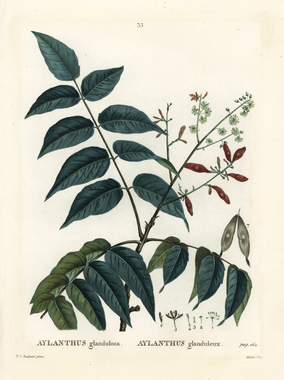 Tree of Heaven, Ailanthus altissima by Pierre Joseph Redouté