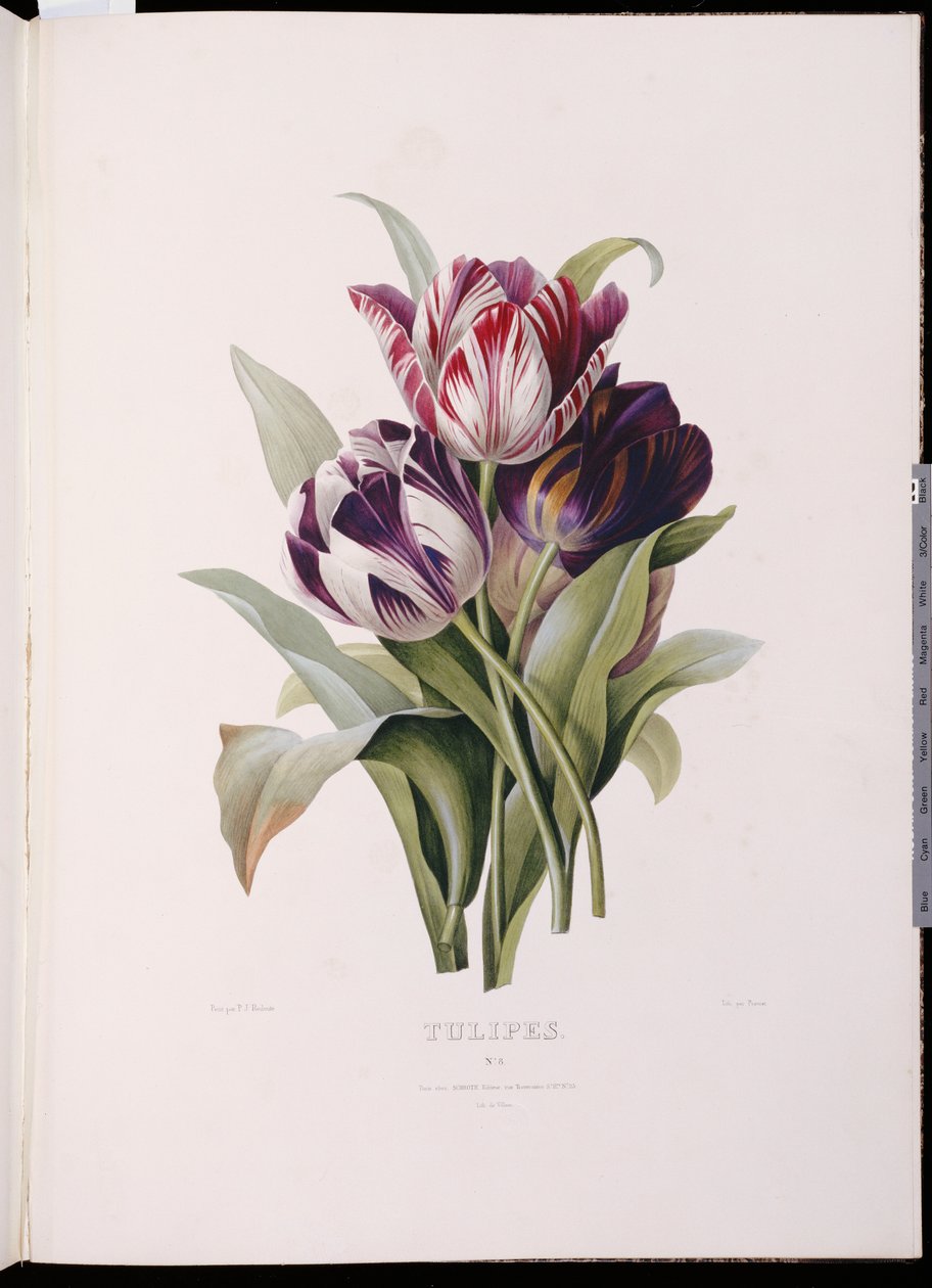 Tulips, from 