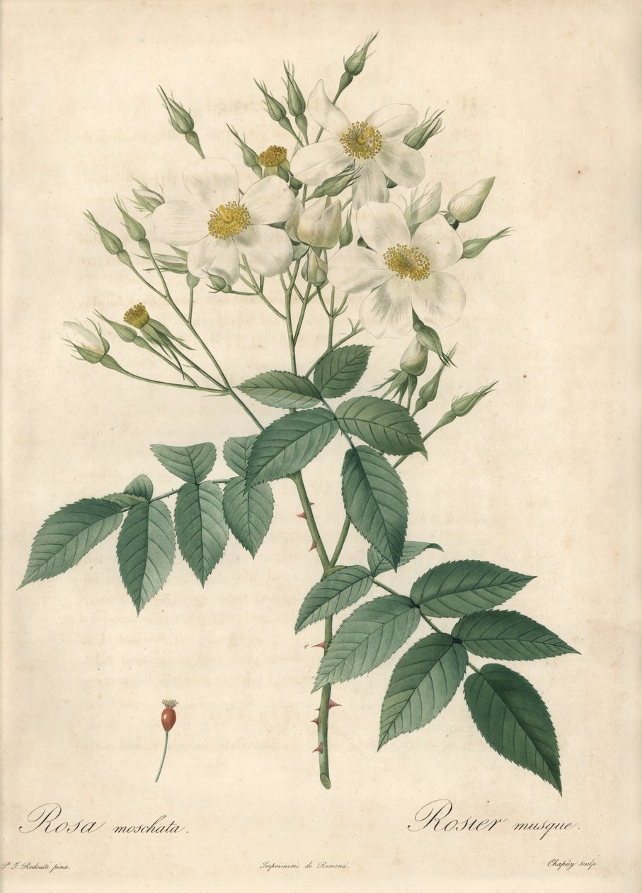 White Flowers Musque Rose by Pierre Joseph Redouté