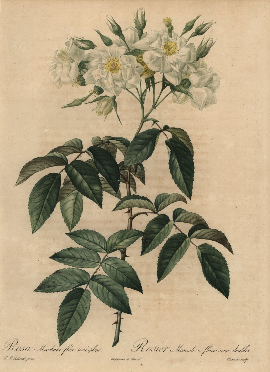 White musk rose, Rosa moschata by Pierre Joseph Redouté