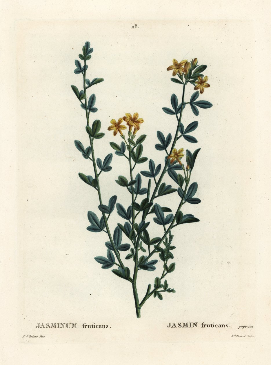Wild or Yellow Jasmine, Jasminum fruticans by Pierre Joseph Redouté