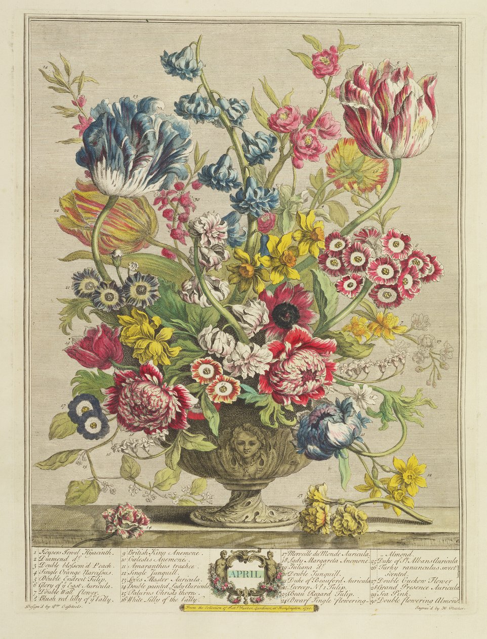 shishiiおまとめART Flower プリザーブ April, from 'Twelve Months of Flowers', by Robert Furber, engraved