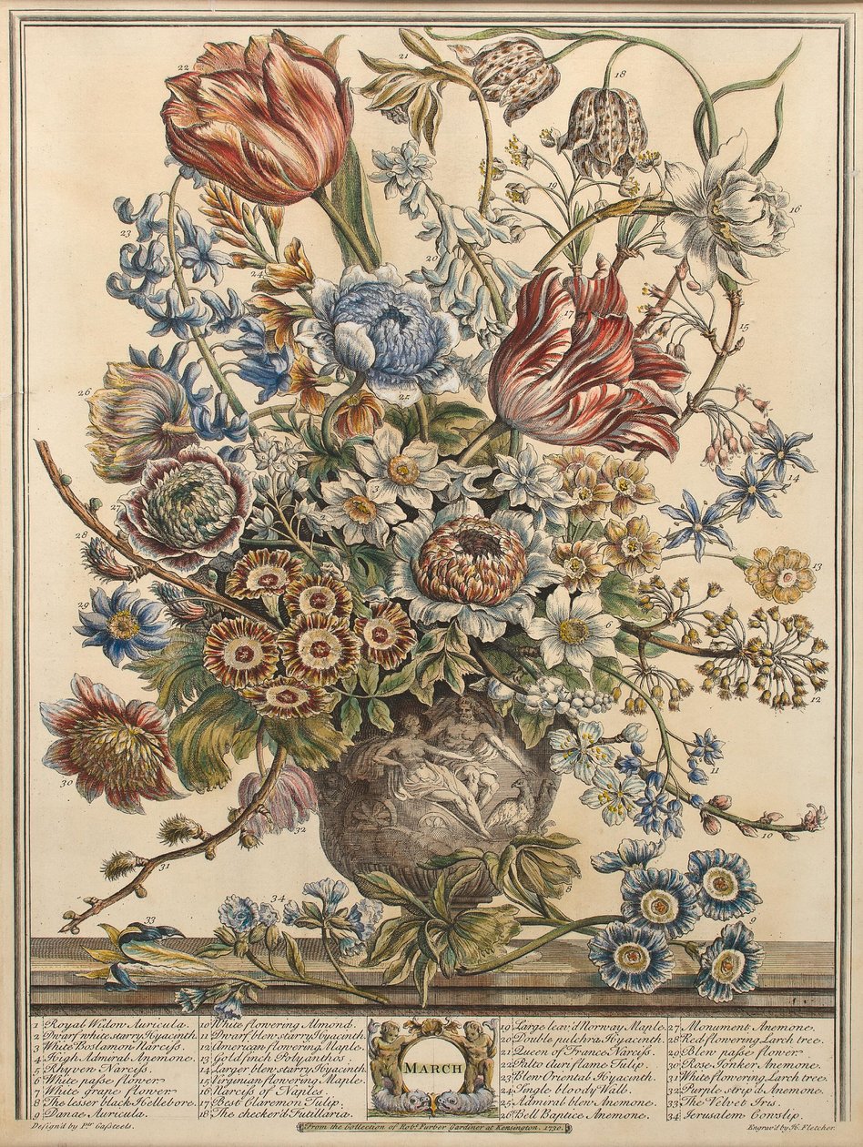 March, from 'Twelve Months of Flowers' by Robert Furber (c. 1674-1756 ...