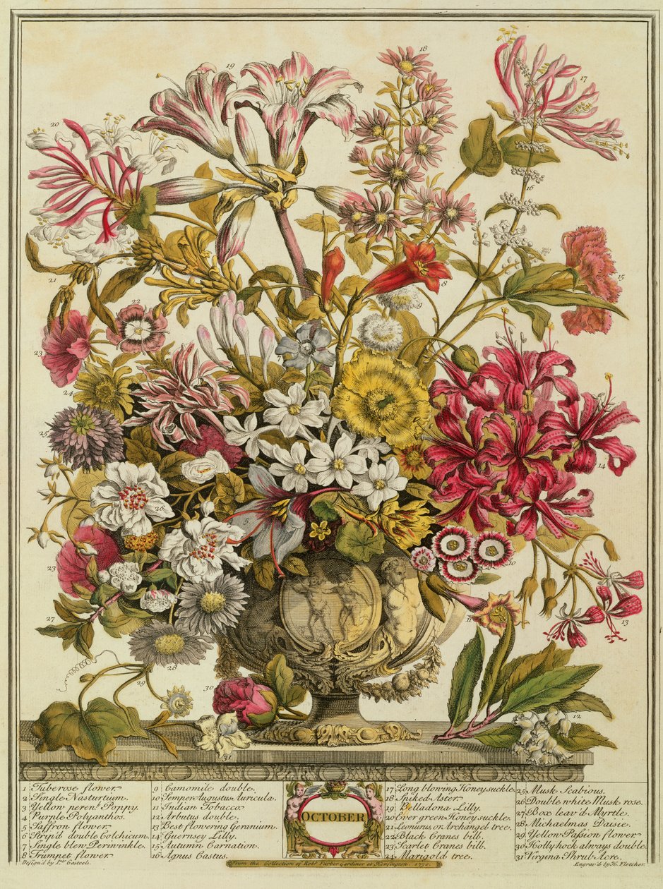 October, from 'Twelve Months of Flowers' by Robert Furber (c.1674-1756 ...