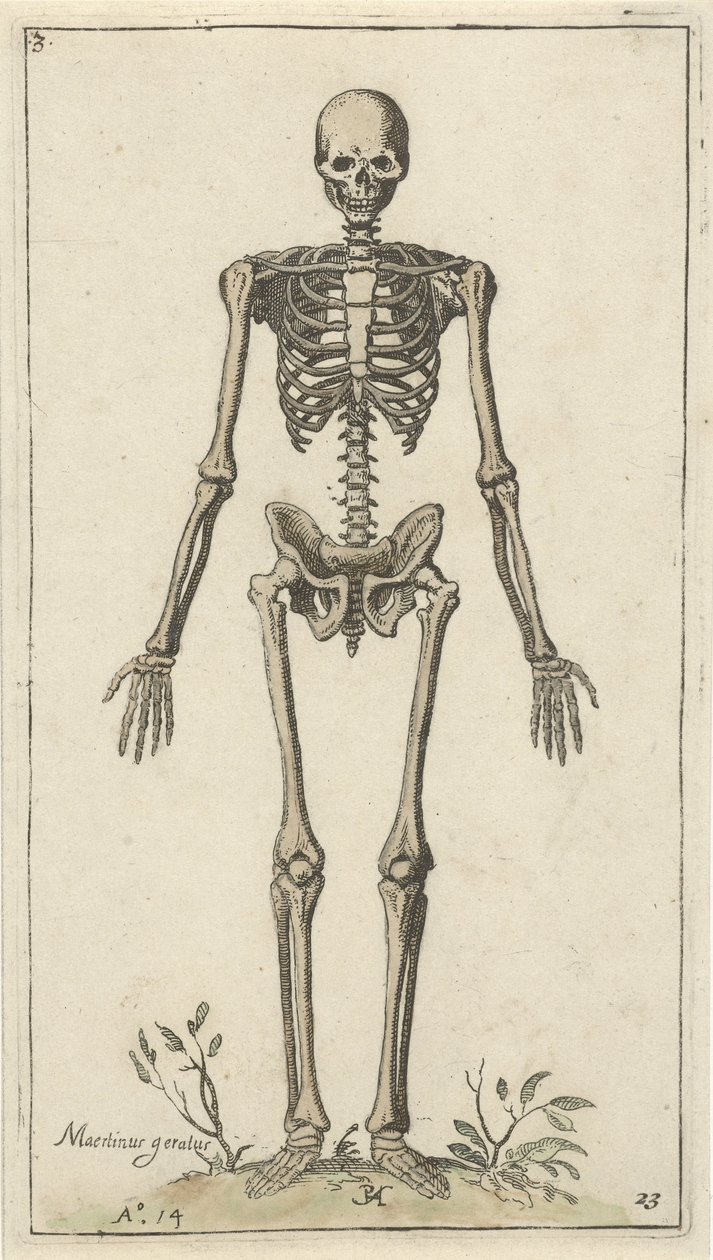 Male Skeleton Seen from the Front (series title: Anatomical Studies) by Pieter Feddes van Harlingen