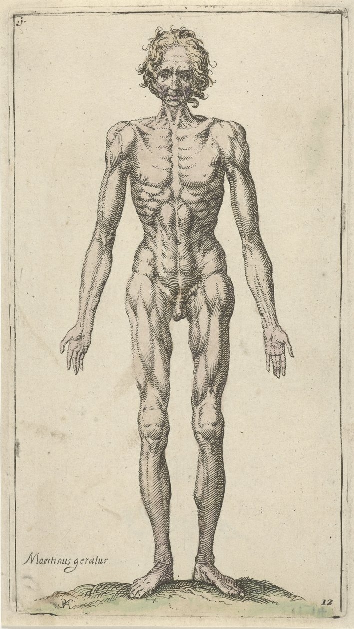 Study of a Naked Man (Anatomical Studies) by Pieter Feddes van Harlingen