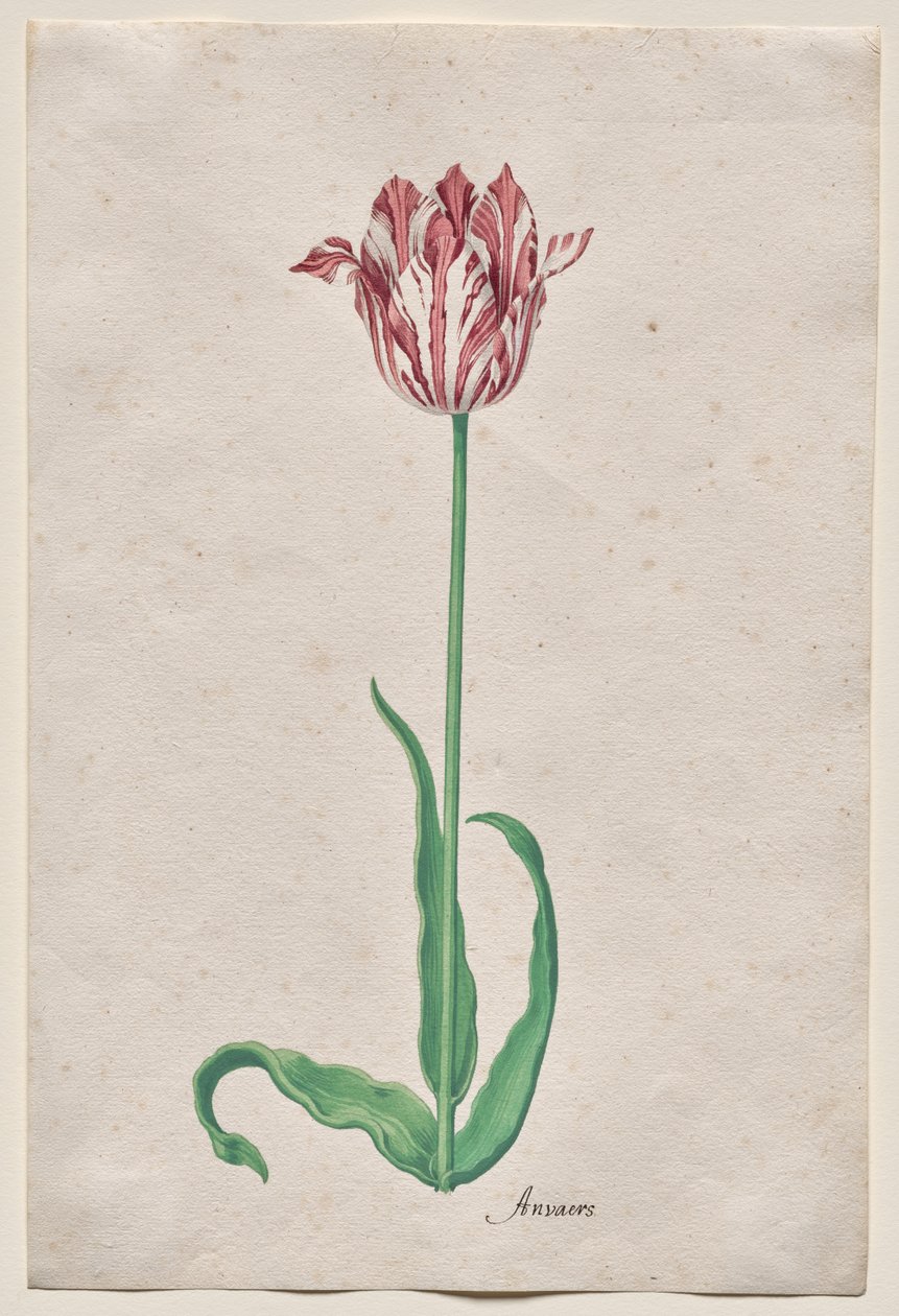 Study of a Tulip (Anvaers) by Pieter Holsteyn II