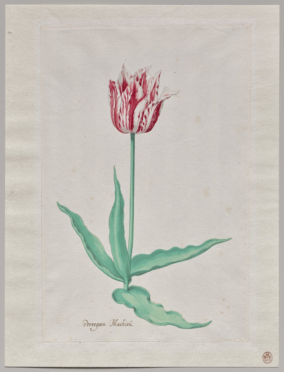 Study of a Tulip (Perregoen Machieu) by Pieter Holsteyn II