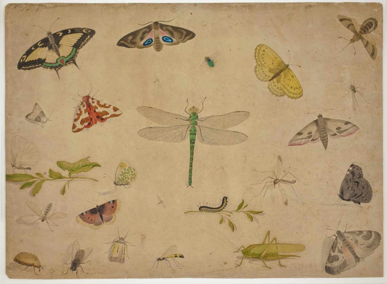 26 Insects by Pieter I Holsteijn