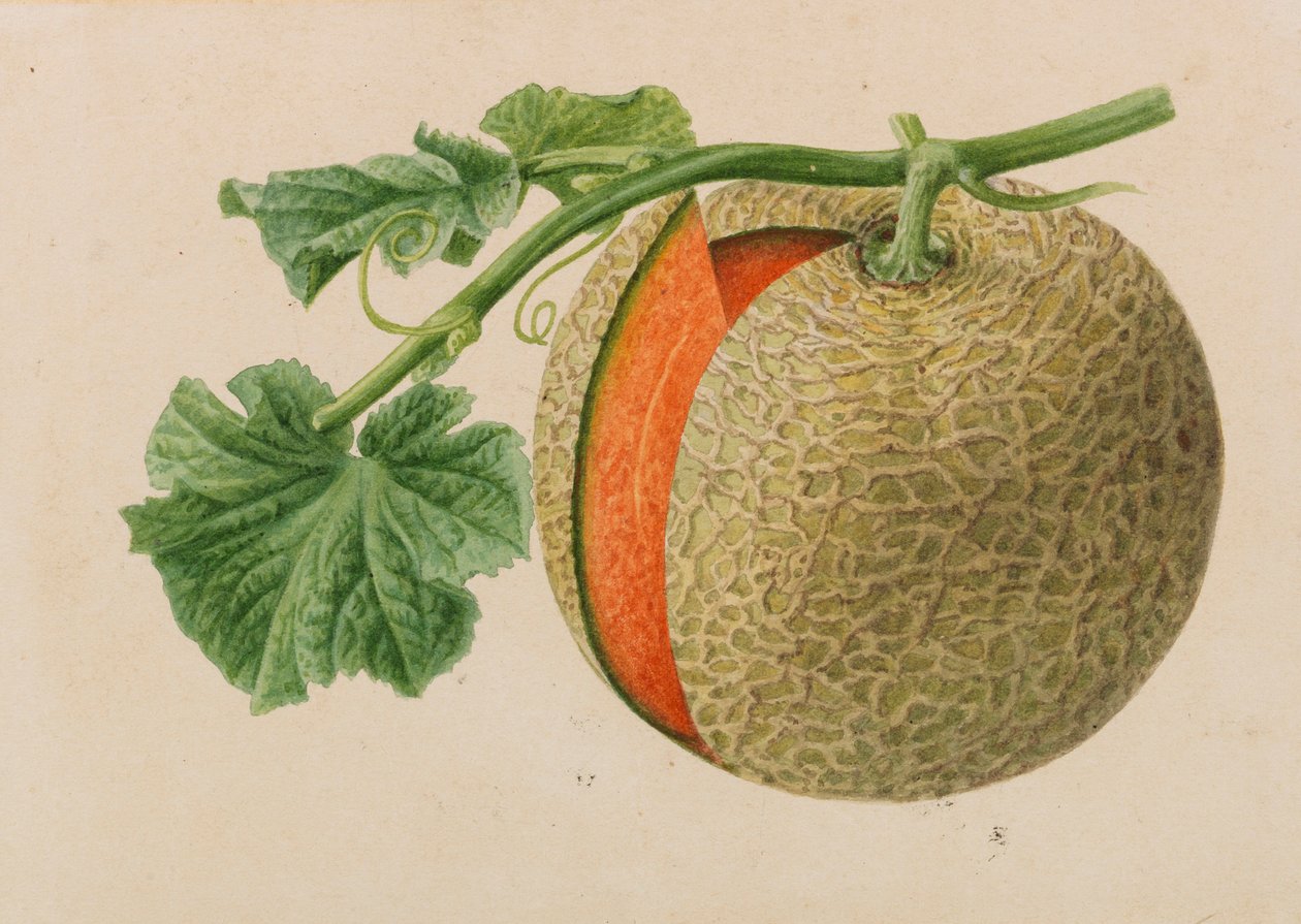 Originals of Publications of Horticulture and Arboriculture by Pieter Joseph de Pannemaeker