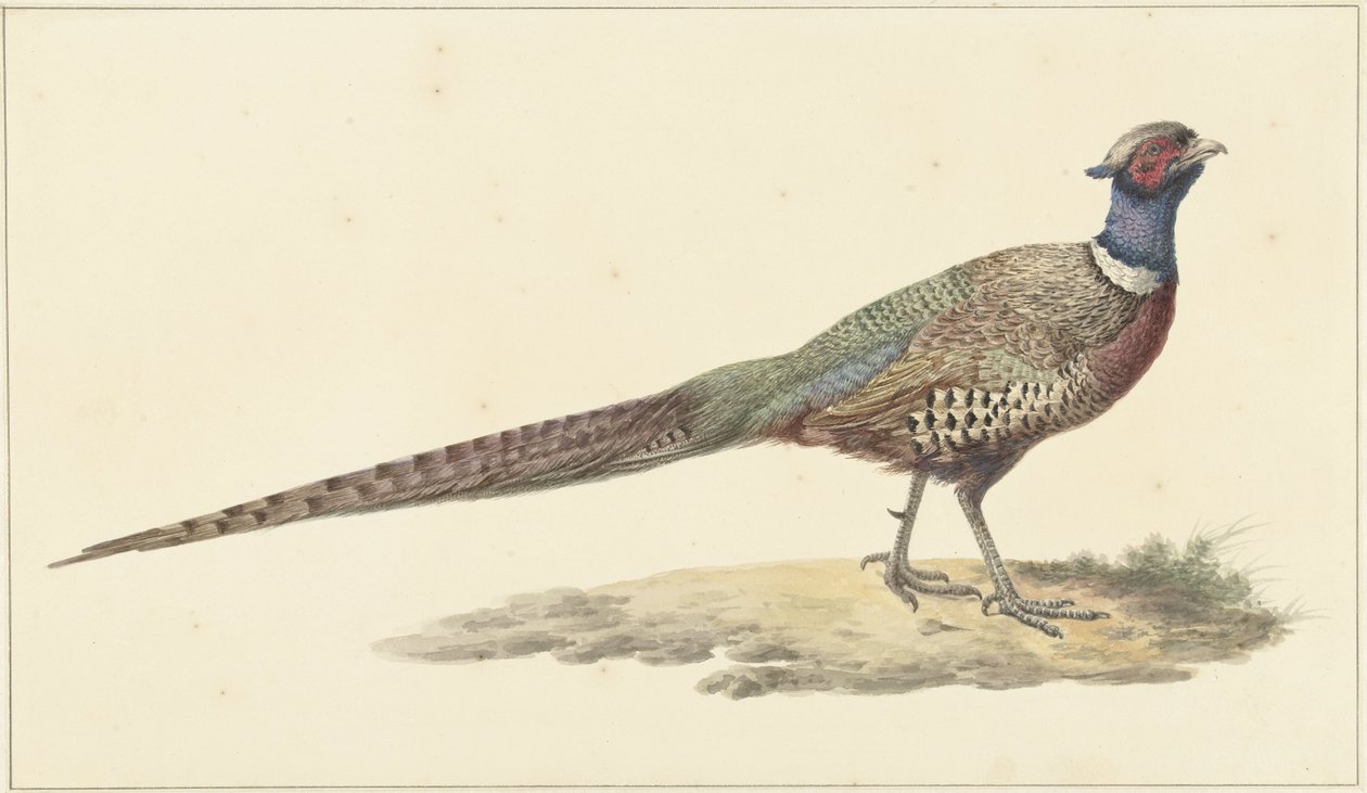 Pheasant by Pieter Pietersz. Barbiers