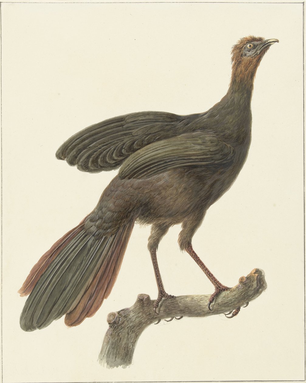 Crested Guan (Penelope purpurascens) by Pieter Pietersz. Barbiers