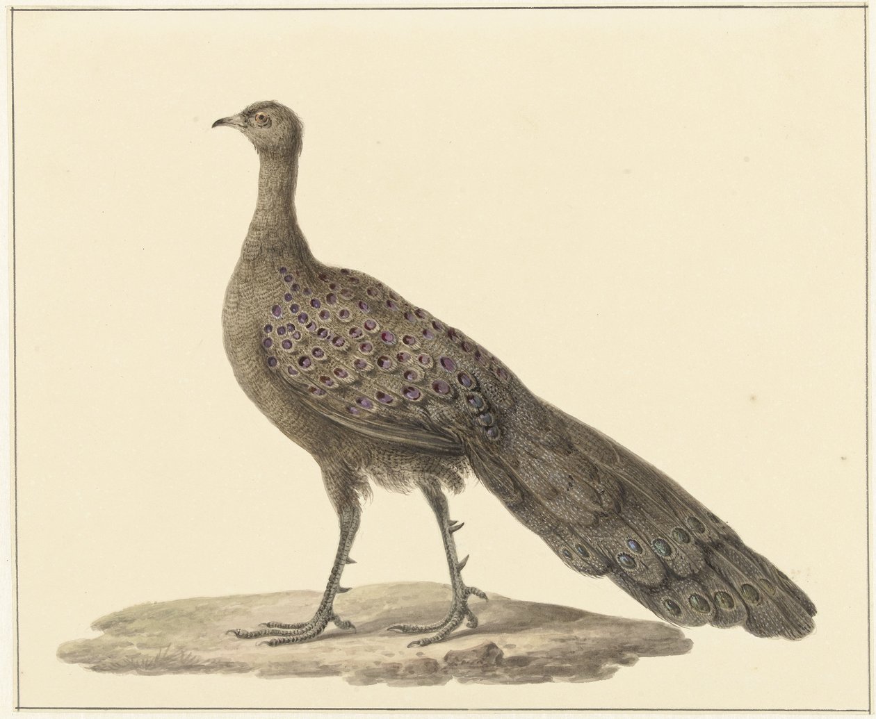 Mirror Peacock by Pieter Pietersz. Barbiers