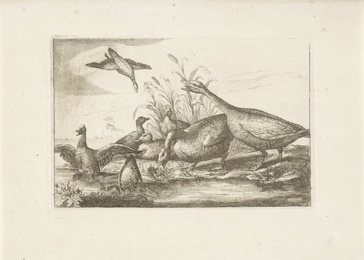 Ducks and Geese by Pieter Schenk (I) (attributed to)