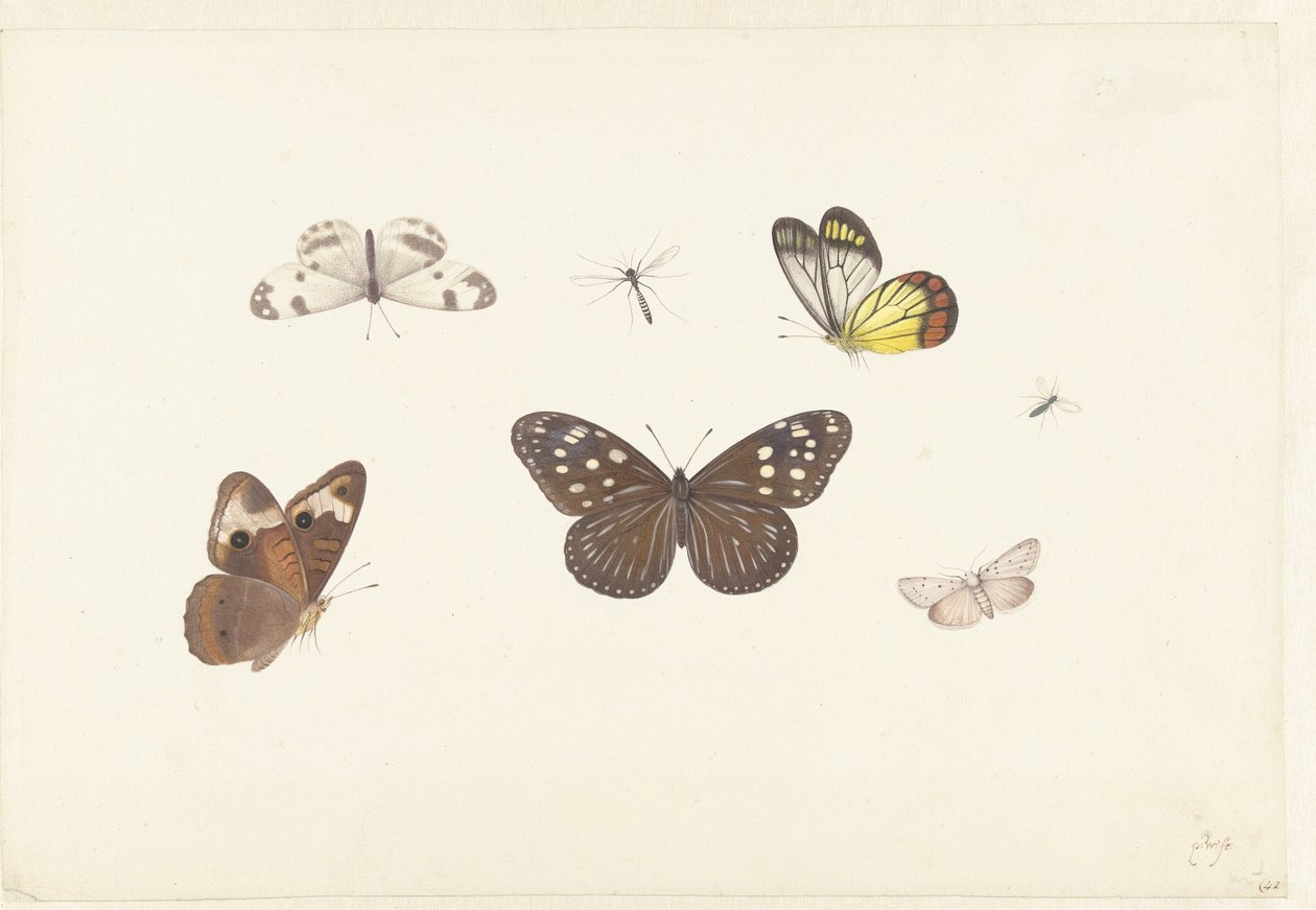 Sheet with Five Butterflies and Two Flies by Pieter Withoos