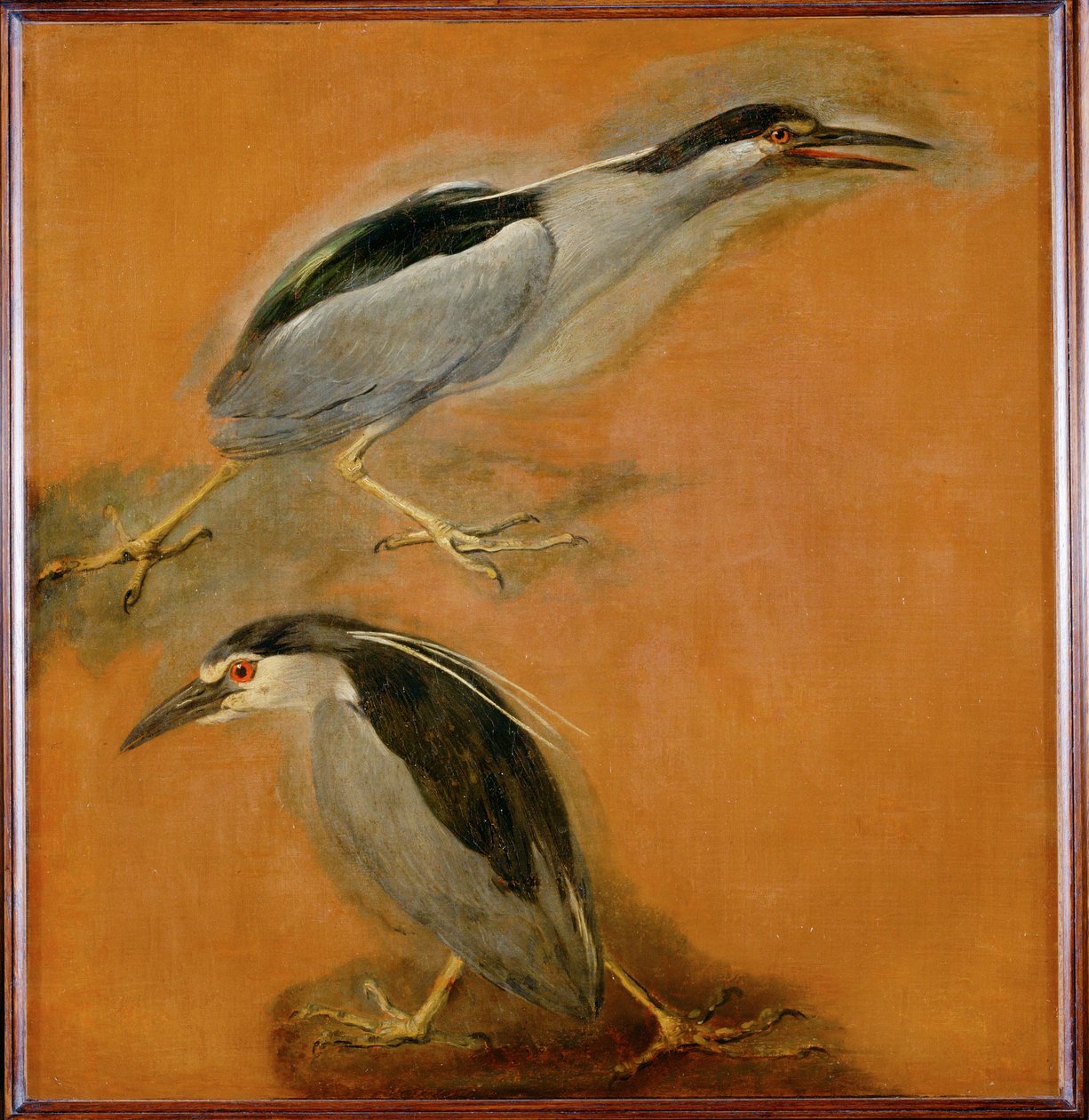 Two Herons by Pieter or Peter Boel