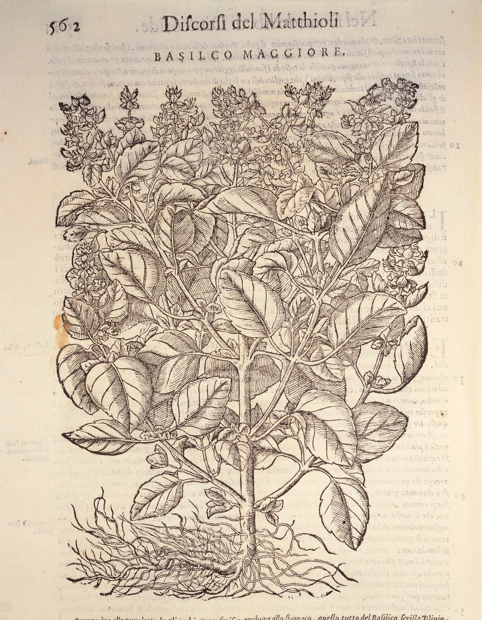 Basil (ocymum basilicum), engraving by Pier Andrea Mattioli by Pietro Andrea Mattioli