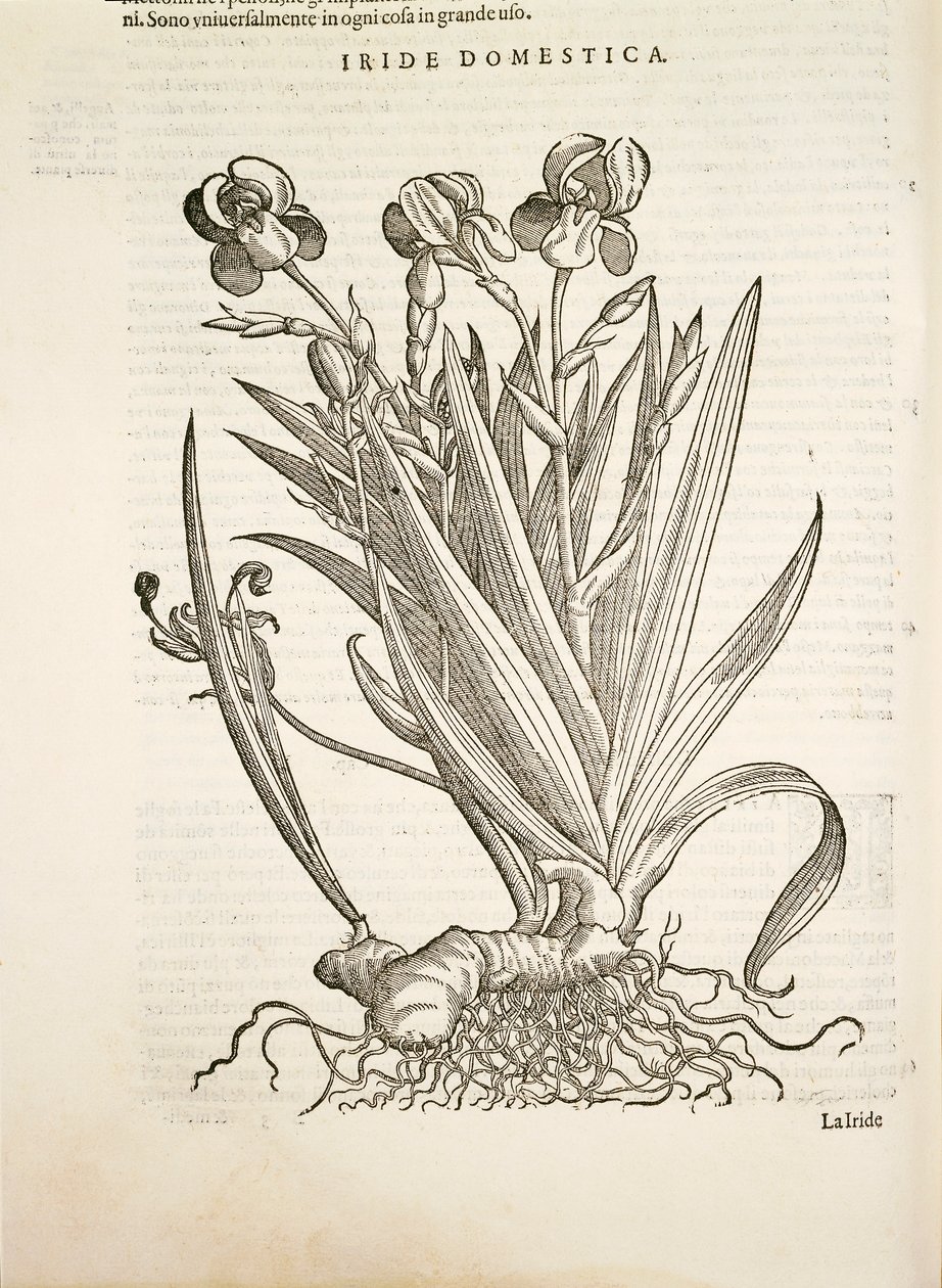 Iris (Iride domestica), engraving by Pier Andrea Mattioli by Pietro Andrea Mattioli