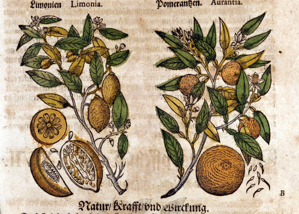 The citrus. Orange and lemon tree. Engraving - in Kreutterbuch Dess Hochgelehrten unnd weitberuhmten Herrn D. Petri Andreae Matthioli by Pietro Andrea Mattioli. Frankfurt by Pietro Andrea Mattioli