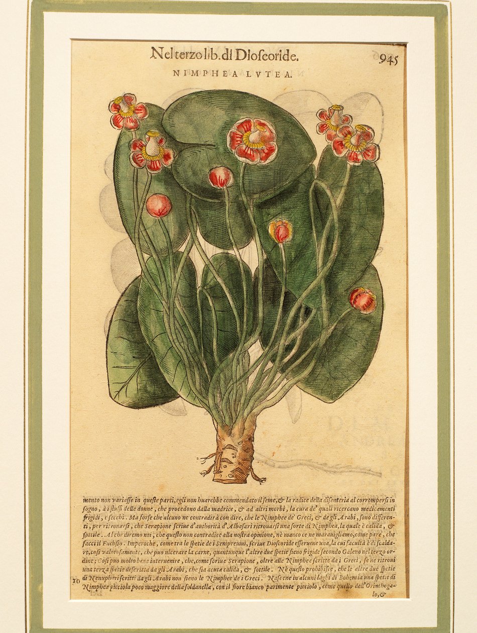 Yellow Water Lily (Nymphaea lutea), Coloured Engraving by Pietro Andrea Mattioli