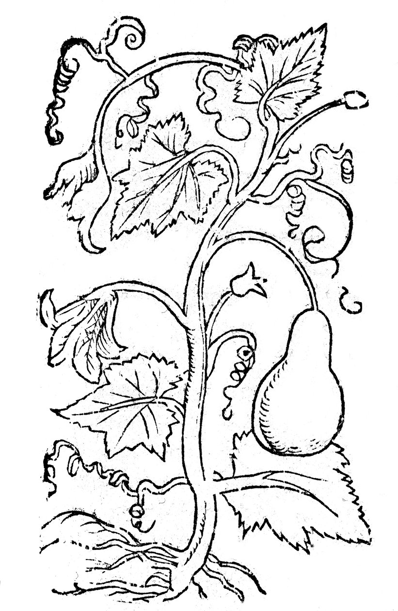 Twelve Books on Agriculture and the Complete Management of an Orderly Manor or Estate by Pietro de