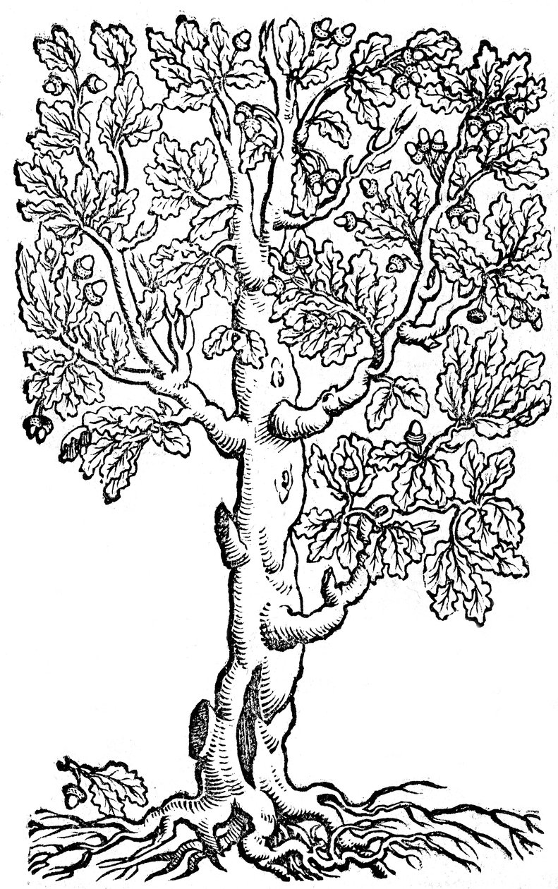 Twelve Books on Agriculture and the Complete Management of an Orderly Manor or Estate by Pietro de