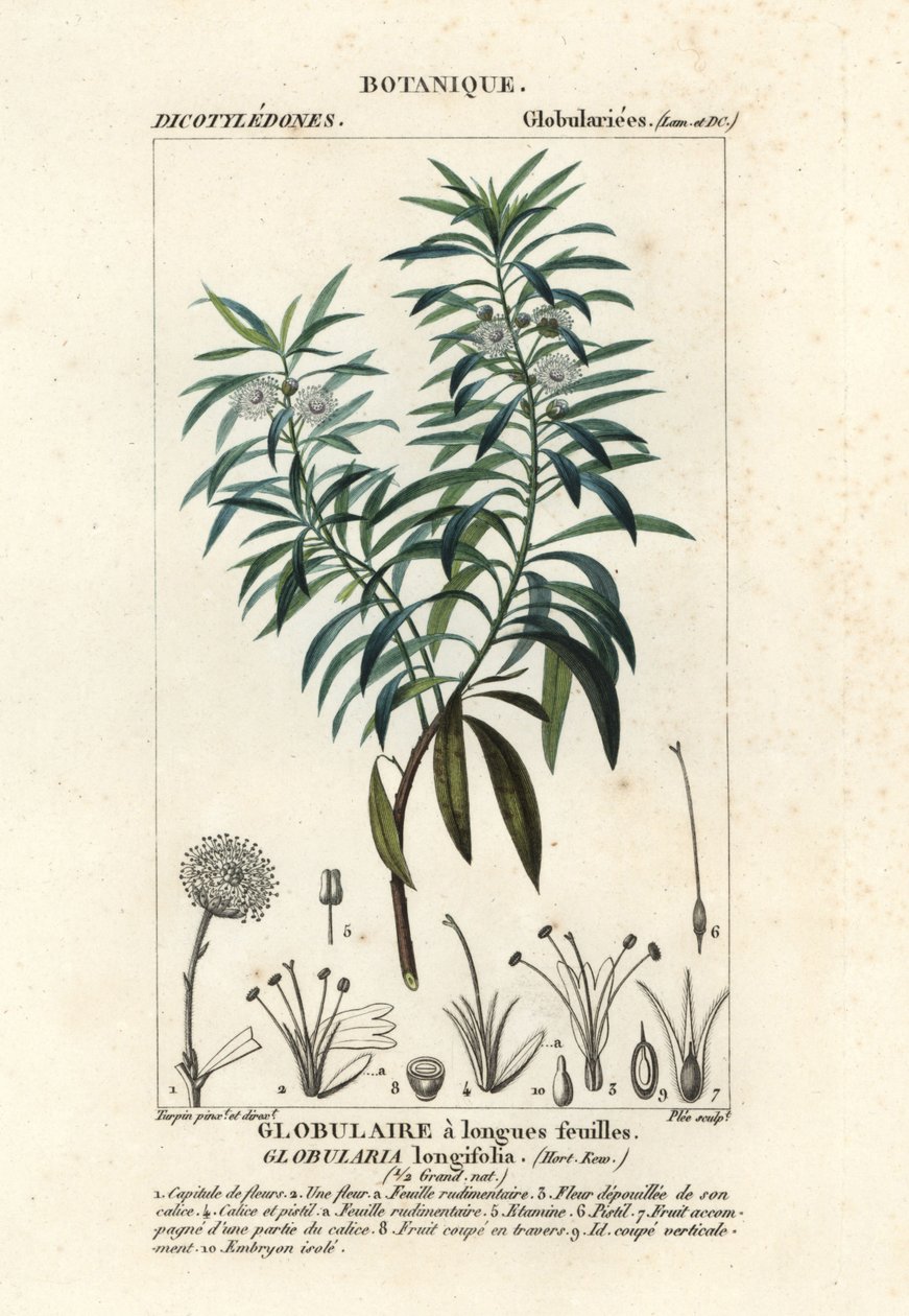 Globe daisy by Plee Plee