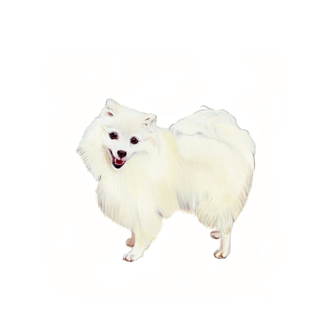 Japanese Spitz, 2011 by Polly Horner