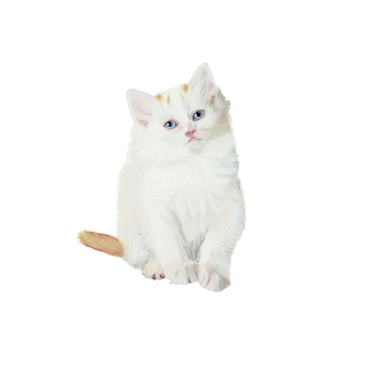 Turkish Van kitten, 2014 by Polly Horner