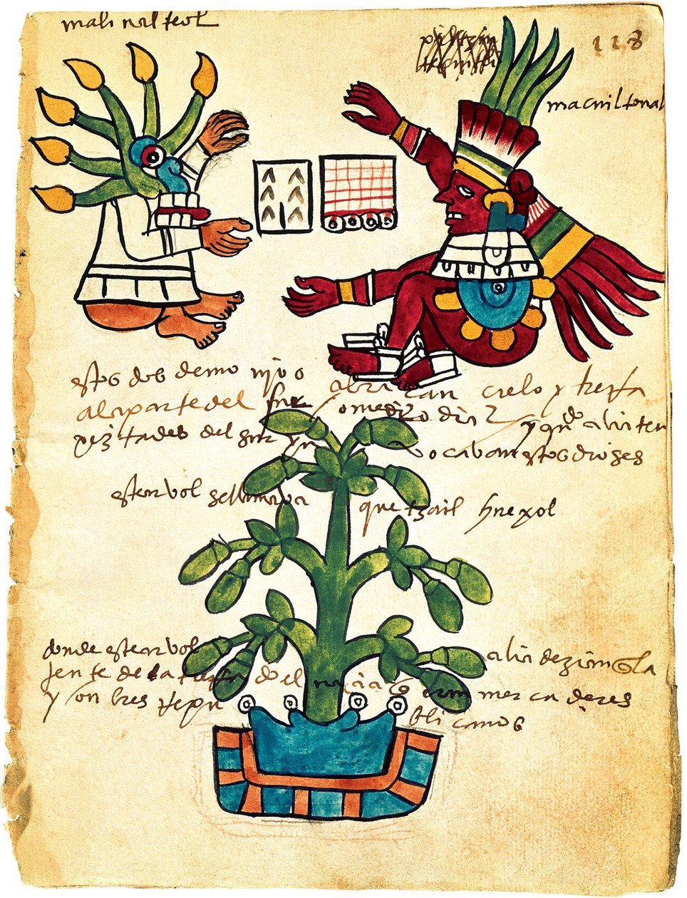 Cacao Tree from the Codex Tudela, 1553 by Pre Columbian art