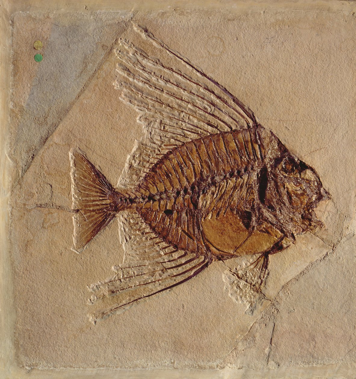 How To Draw Prehistoric Fish