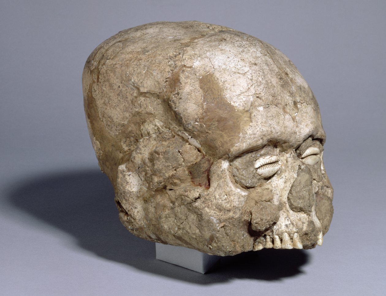 Portrait skull with cowrie shell eyes, Jericho, c.7th millennium BC by Prehistoric