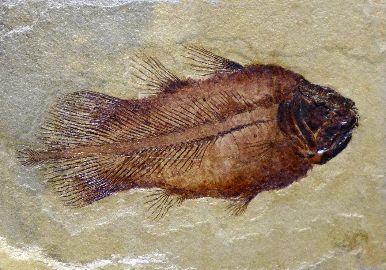 Fossil Footprint of the Carboniferous Coelacanth by Prehistoric Prehistoric