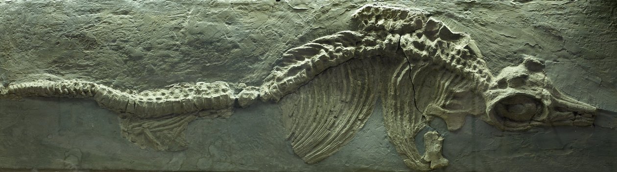 Ichthyosaur Fossil, Jurassic (Lias) period by Prehistoric Prehistoric