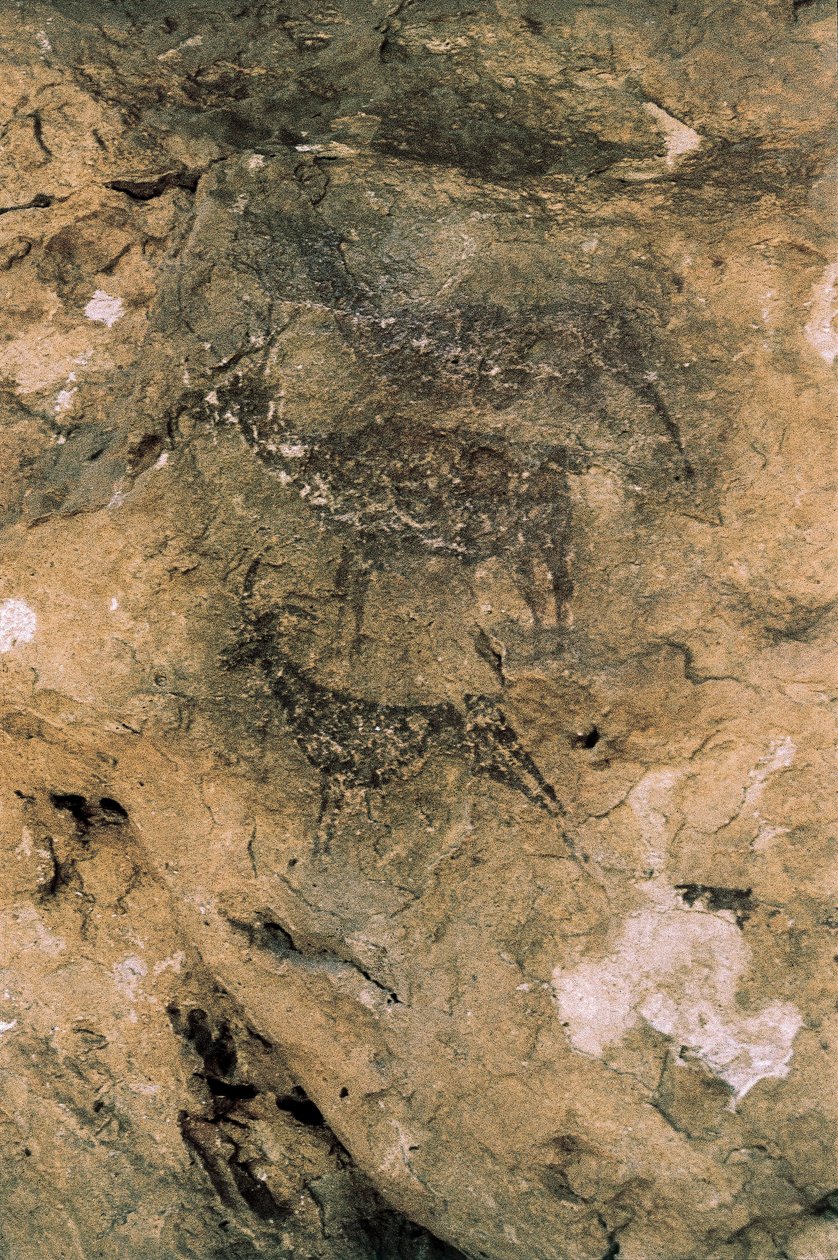 Mesolithic Rock Art: Deer and Goats, Spain, Bicorp, La Arana Cave
