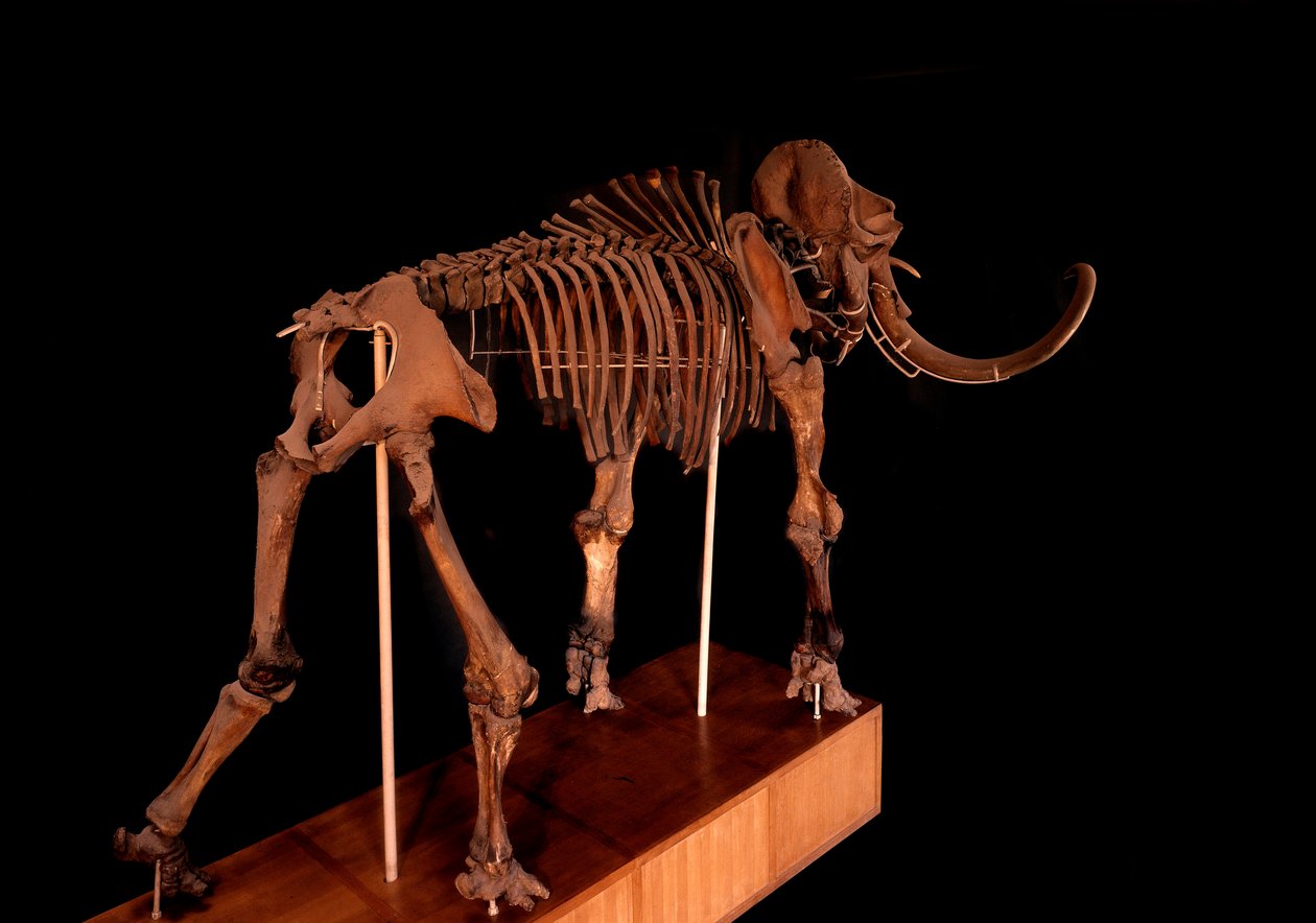 Dinosaur: mammoth skeleton, Paris, natural history museum