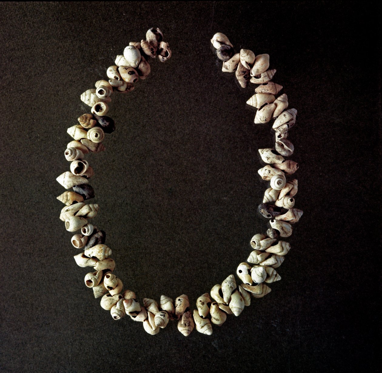 Necklace of Shells from the Cave of Polesine by Prehistoric Prehistoric