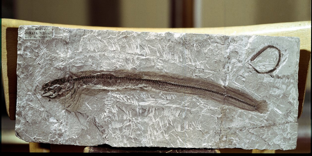 Fish Fossil Eomirus Formosissimus by Prehistoric Prehistoric