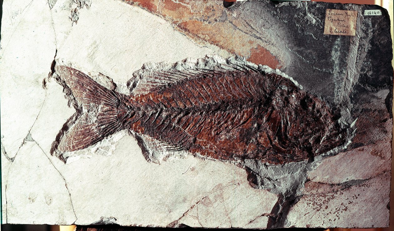 Prehistory: fossil of Sparnodus Elongatus fish from the site of Mount Bolca (Italy). Eocene period by Prehistoric Prehistoric