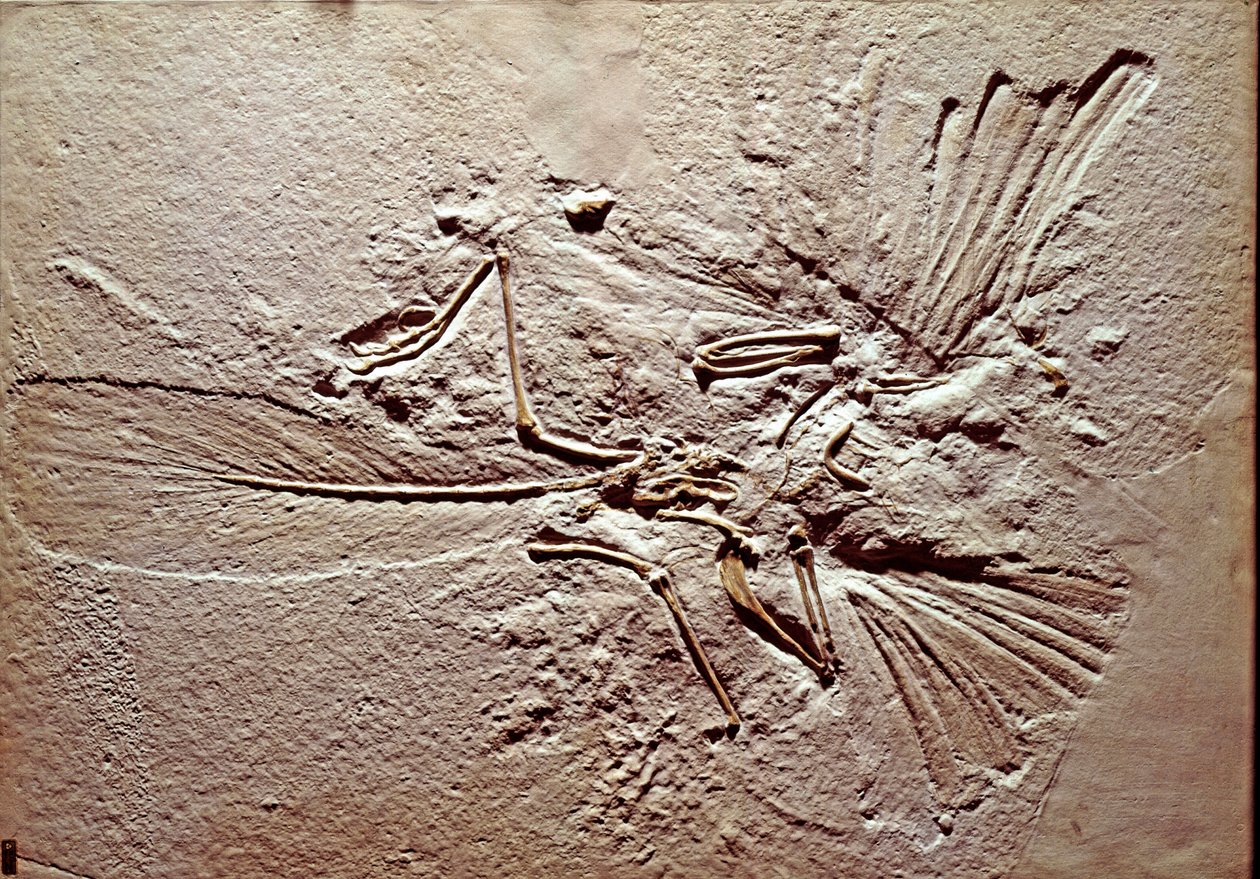 Prehistory: Fossil of the Bird Archaeopteryx by Prehistoric Prehistoric