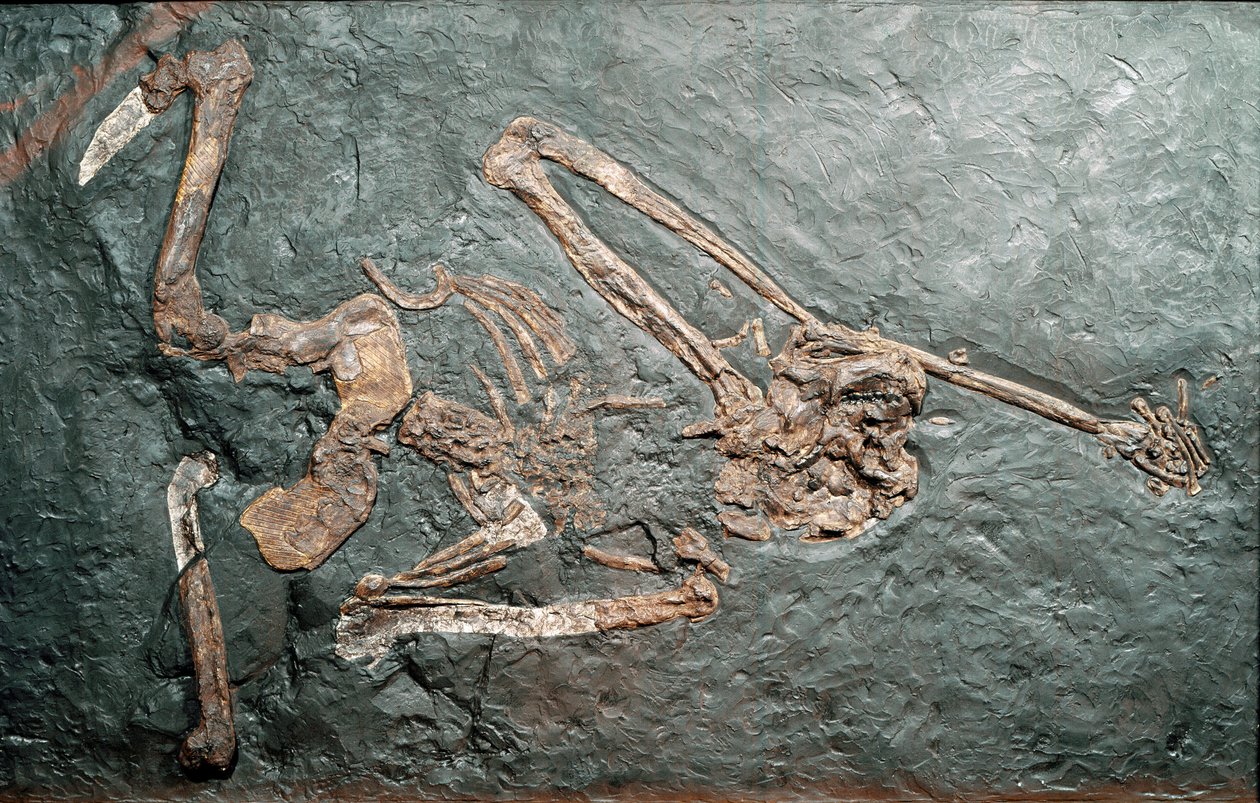 Prehistory: fossil of the great Primate Oreopitheque from Mount Bamboli. Miocene era. Museo civico di storia naturale, Milan by Prehistoric Prehistoric