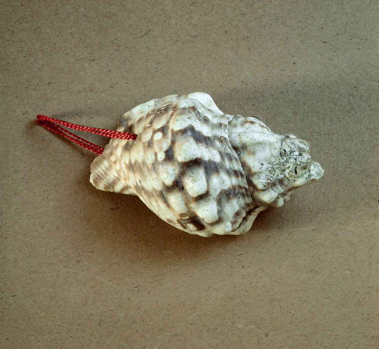 Shell of Triton nodifer pierced, used as a whistle from the Necropole ...