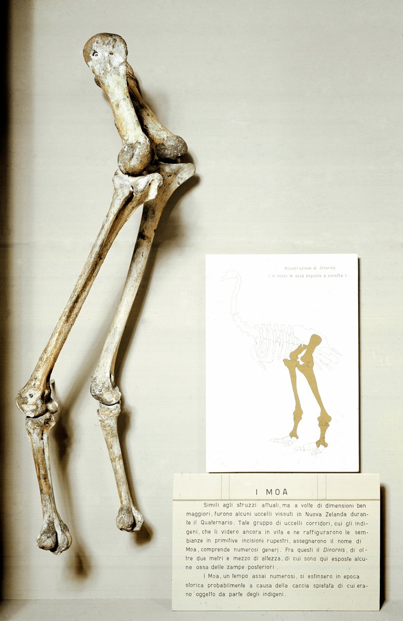 Skeleton of legs of Moa Dinornis, giant fossil birds of New Zealand (Cretaceous period) by Prehistoric Prehistoric