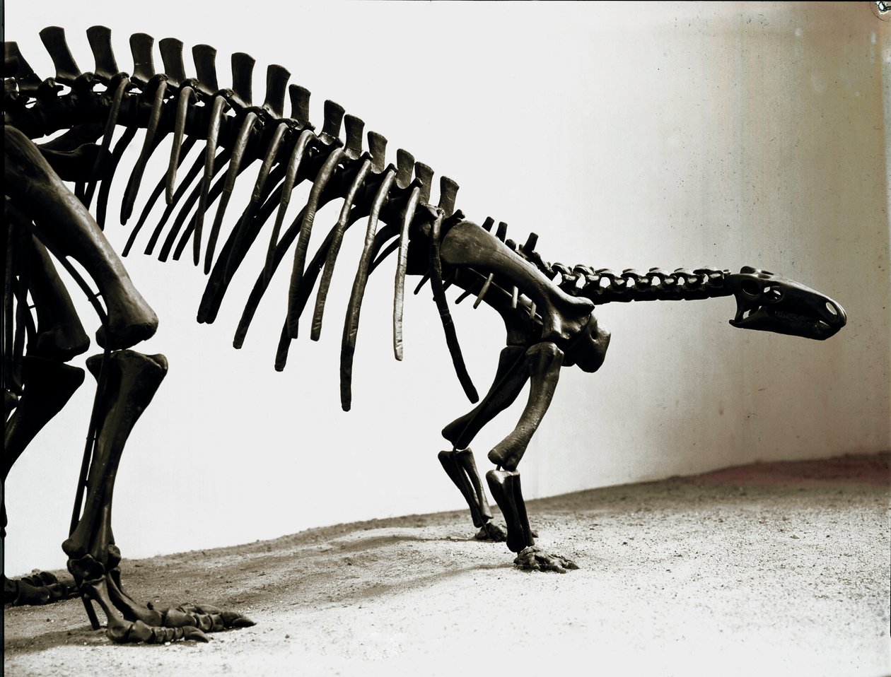 Prehistory: Skeleton of the Camptosaur Dinosaur by Prehistoric Prehistoric